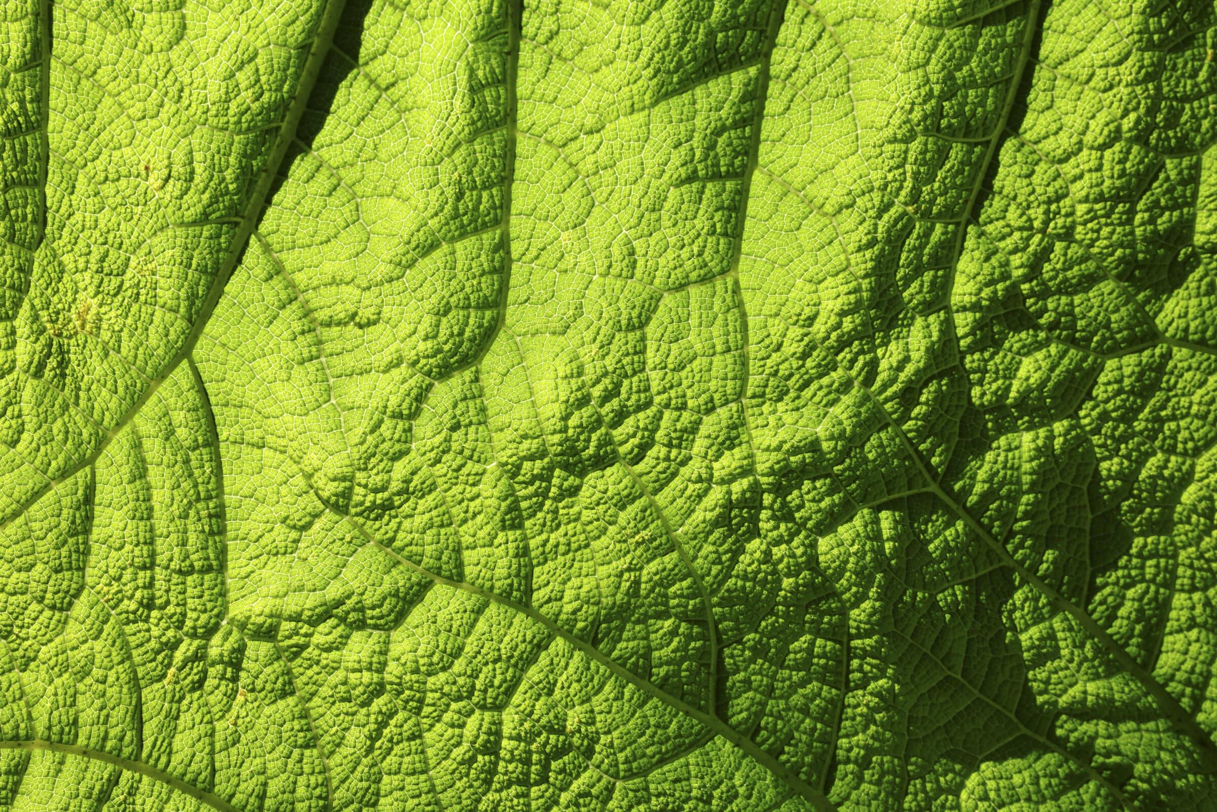 Backlit green leaf close-up