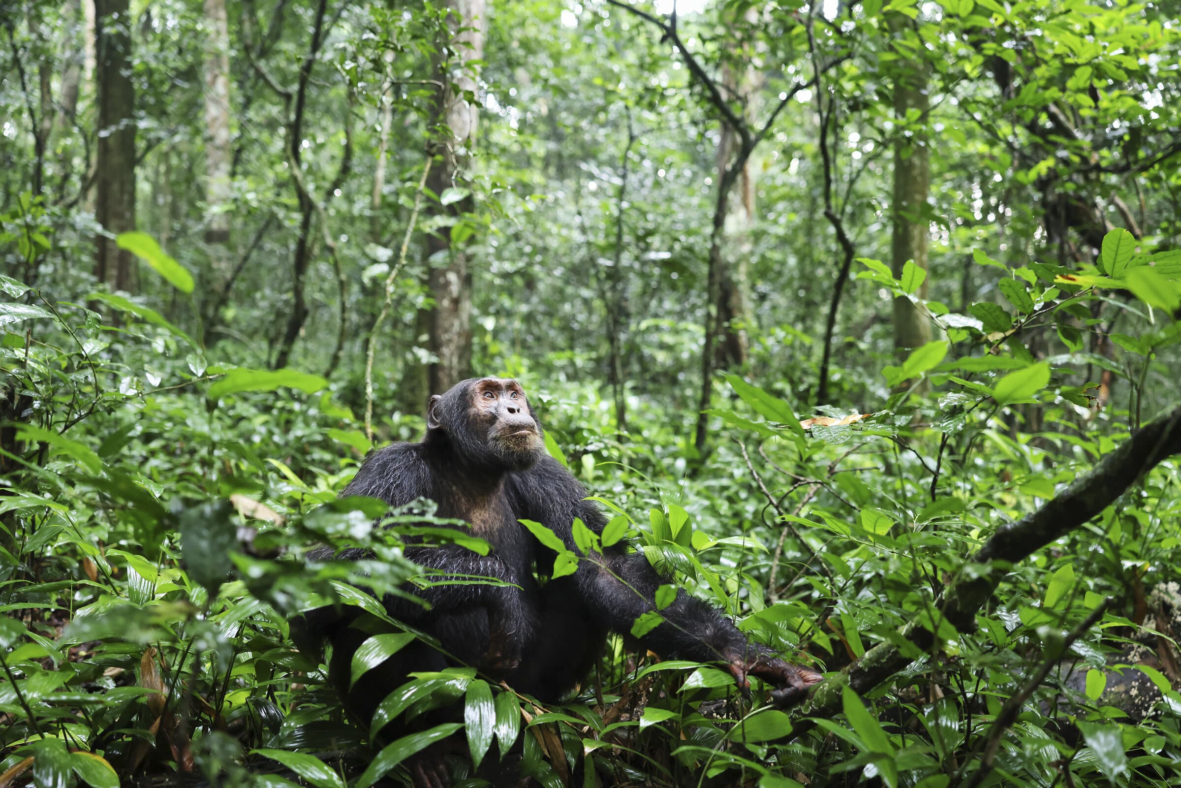 Chimpanzee sitting in the rainforest