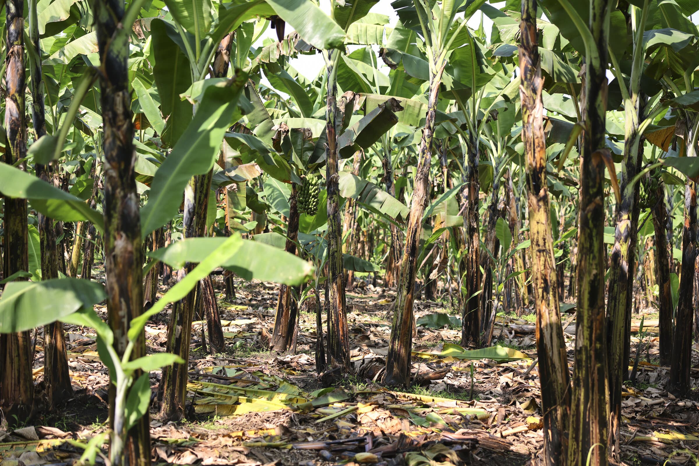 Sunlit banana plantation