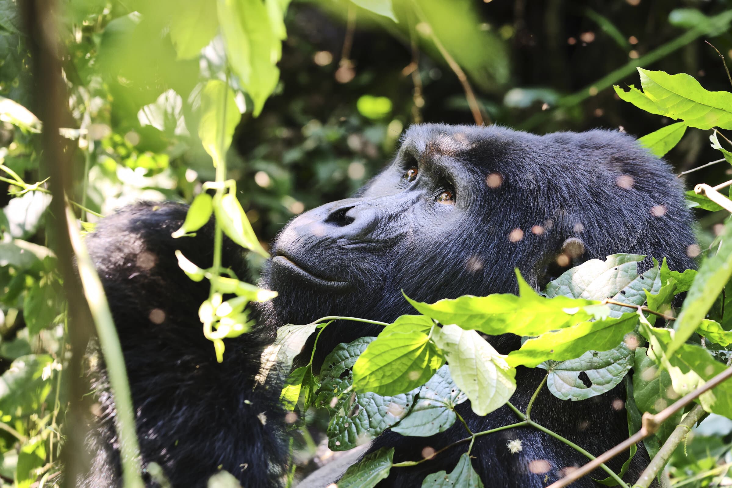 Mountain gorilla resting in the undergrowth