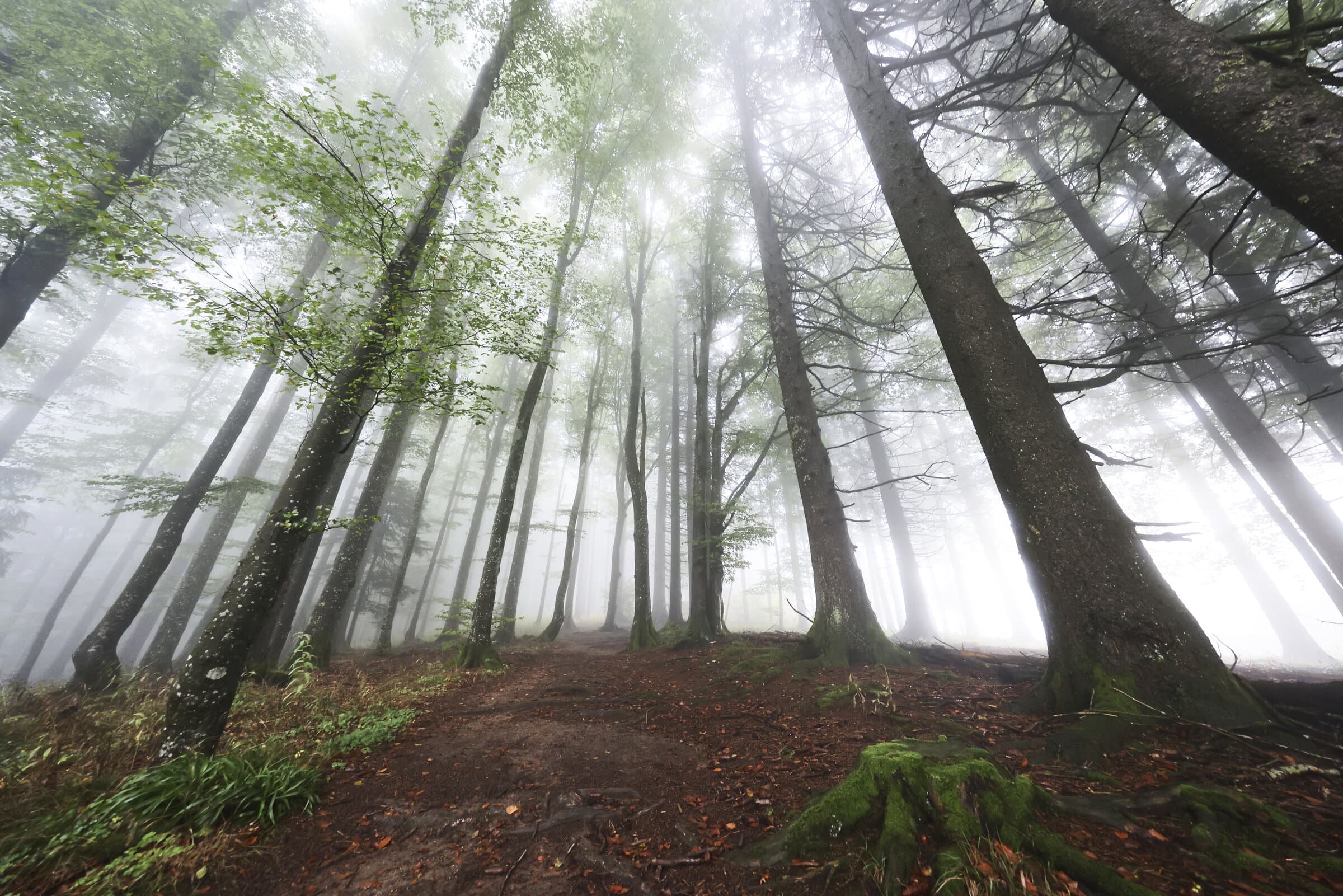 Iguazú Falls cascading through mist