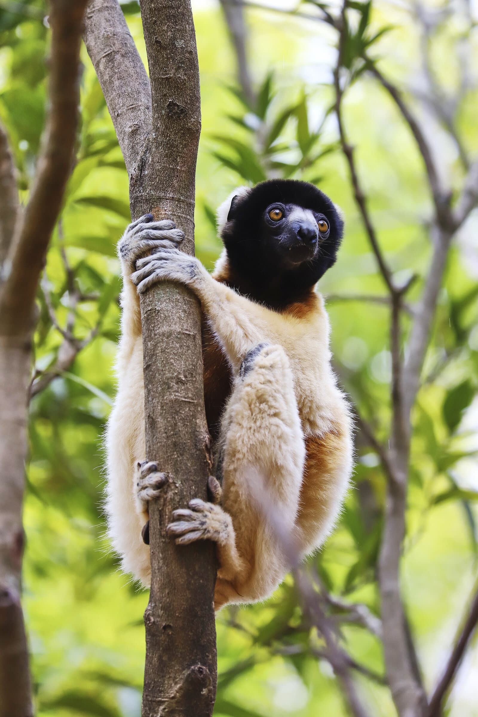 Sifaka lemur clinging to a tree