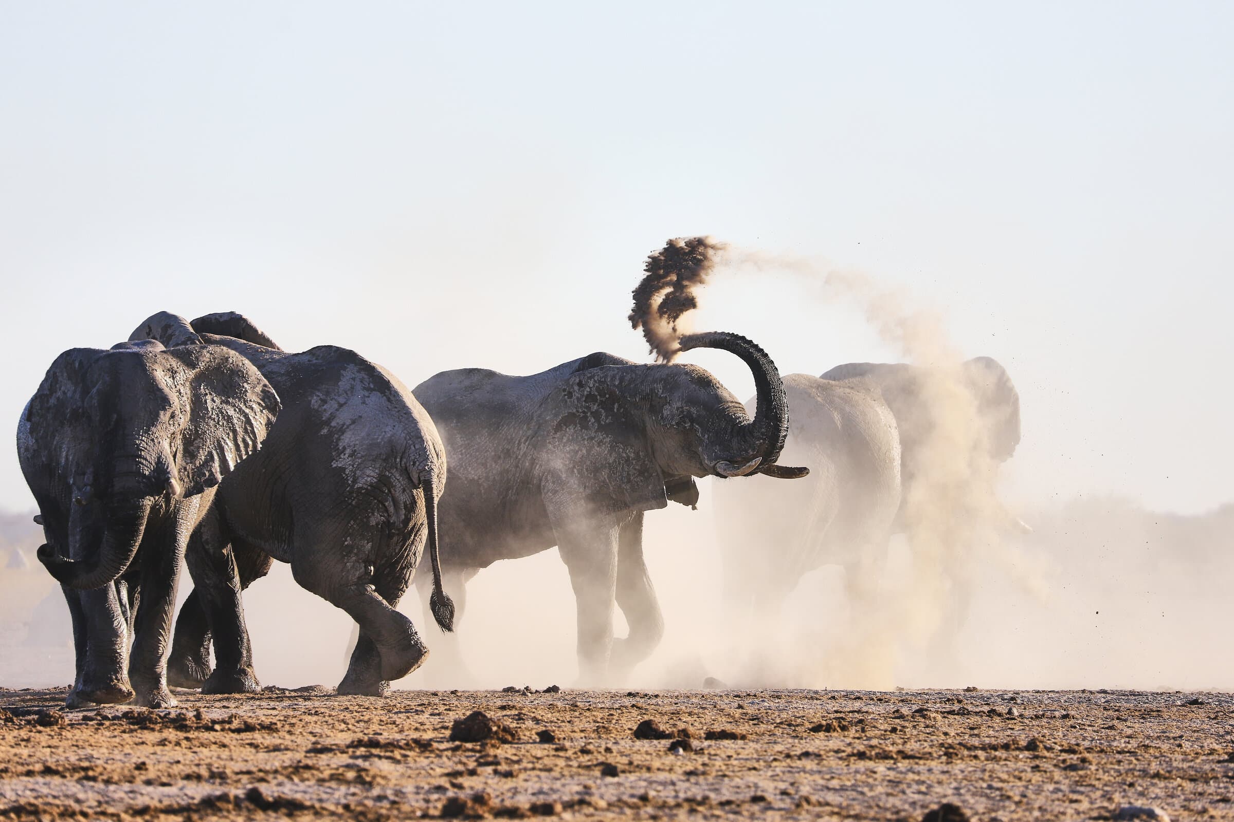 Elephants throwing dust