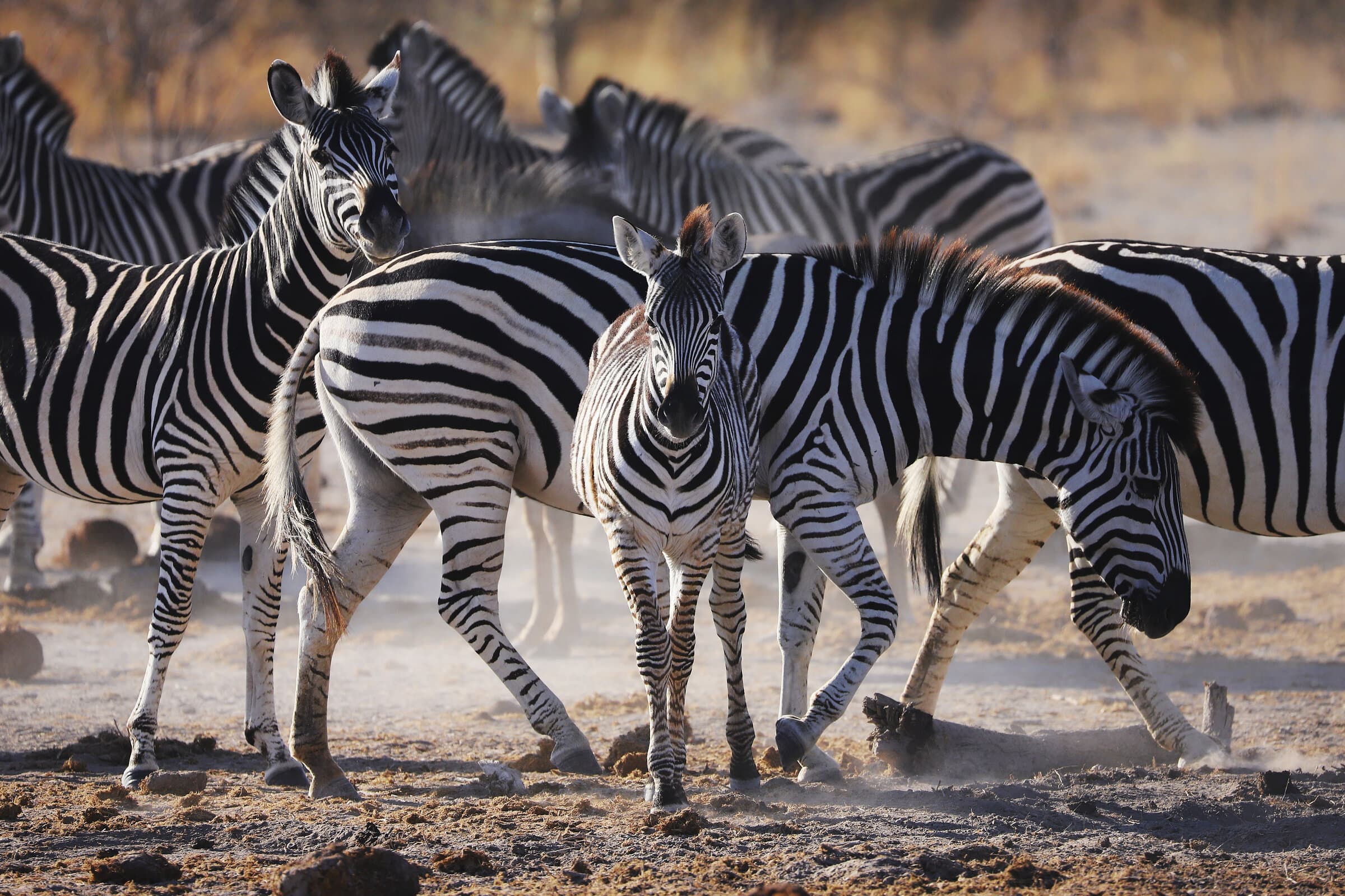 Zebras walking through golden dust