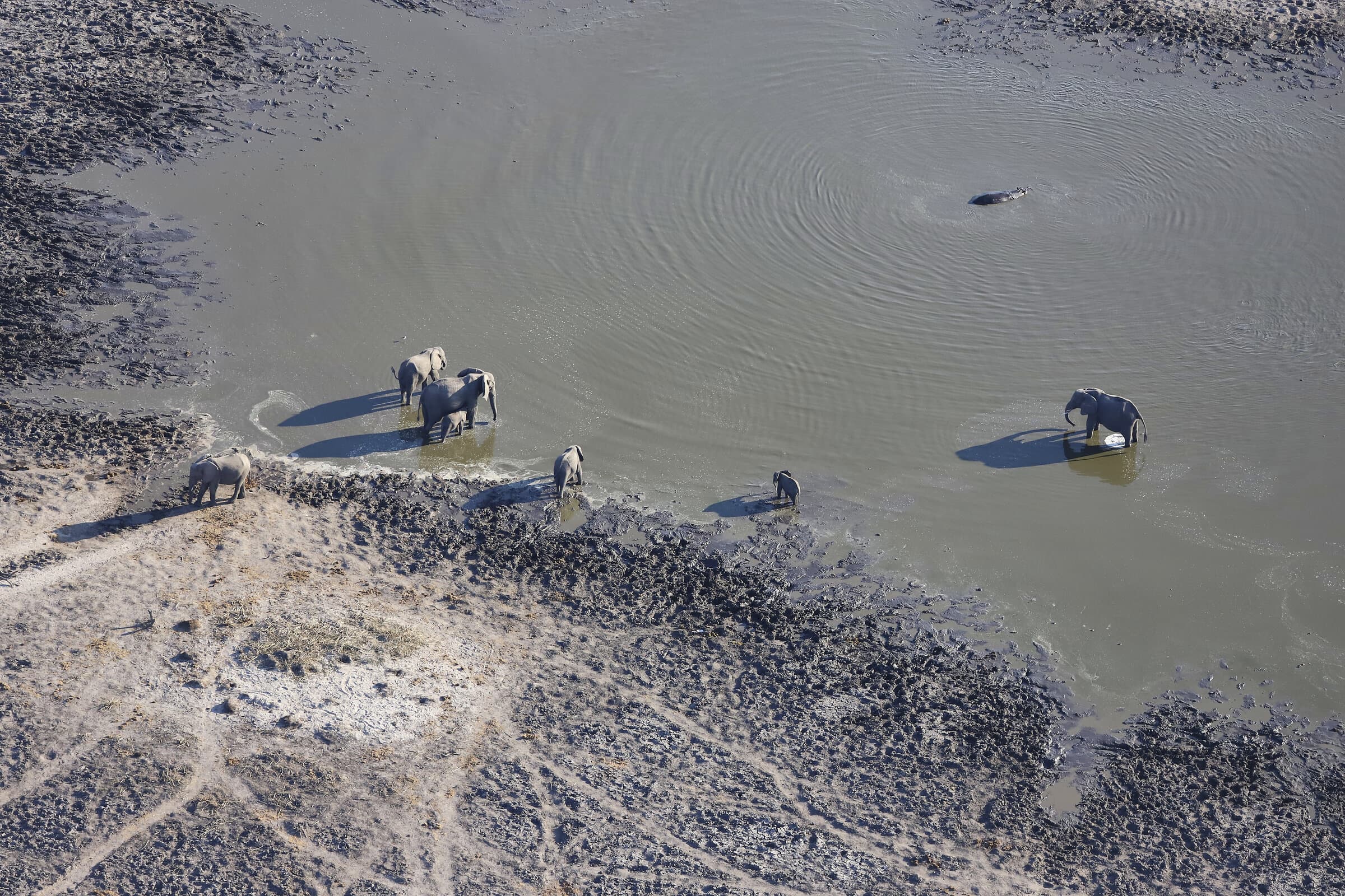 Elephants bathing in a waterhole from above