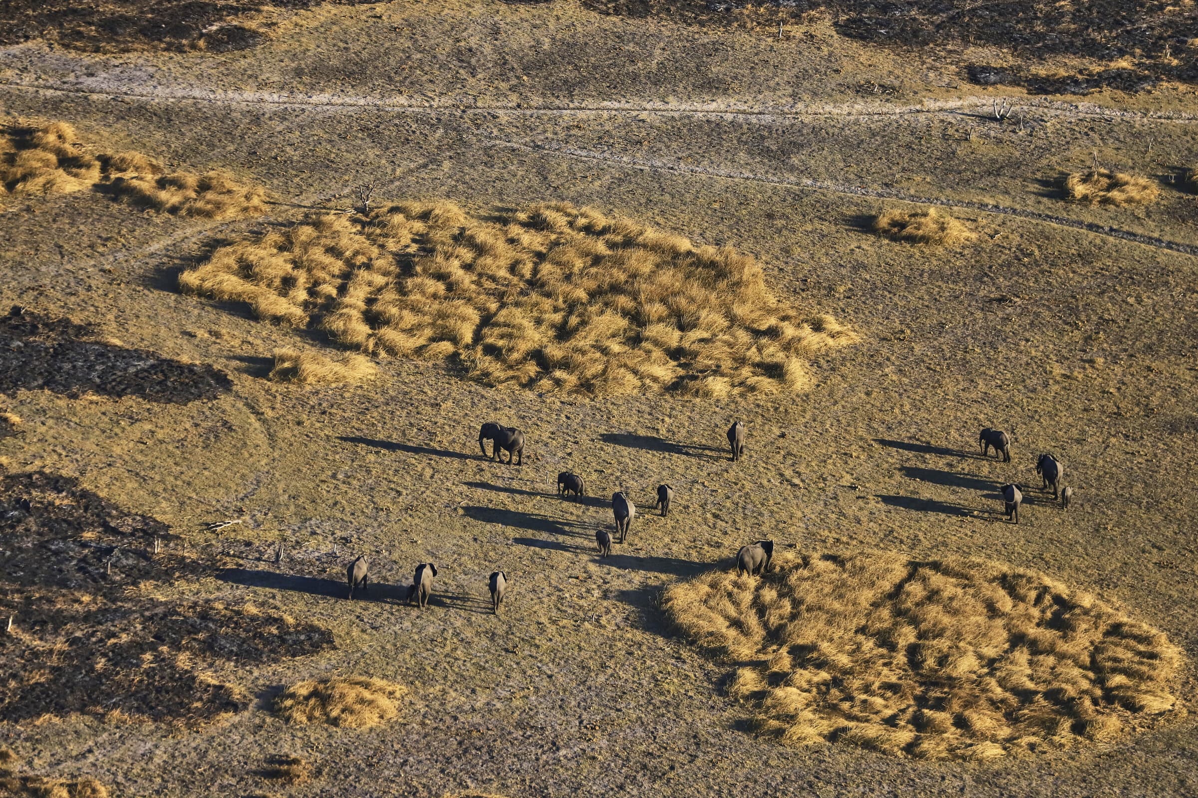 Elephants walking at sunset from above