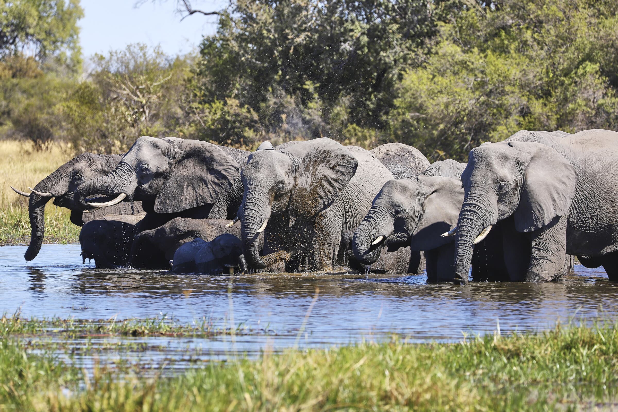 Elephants bathing in a river