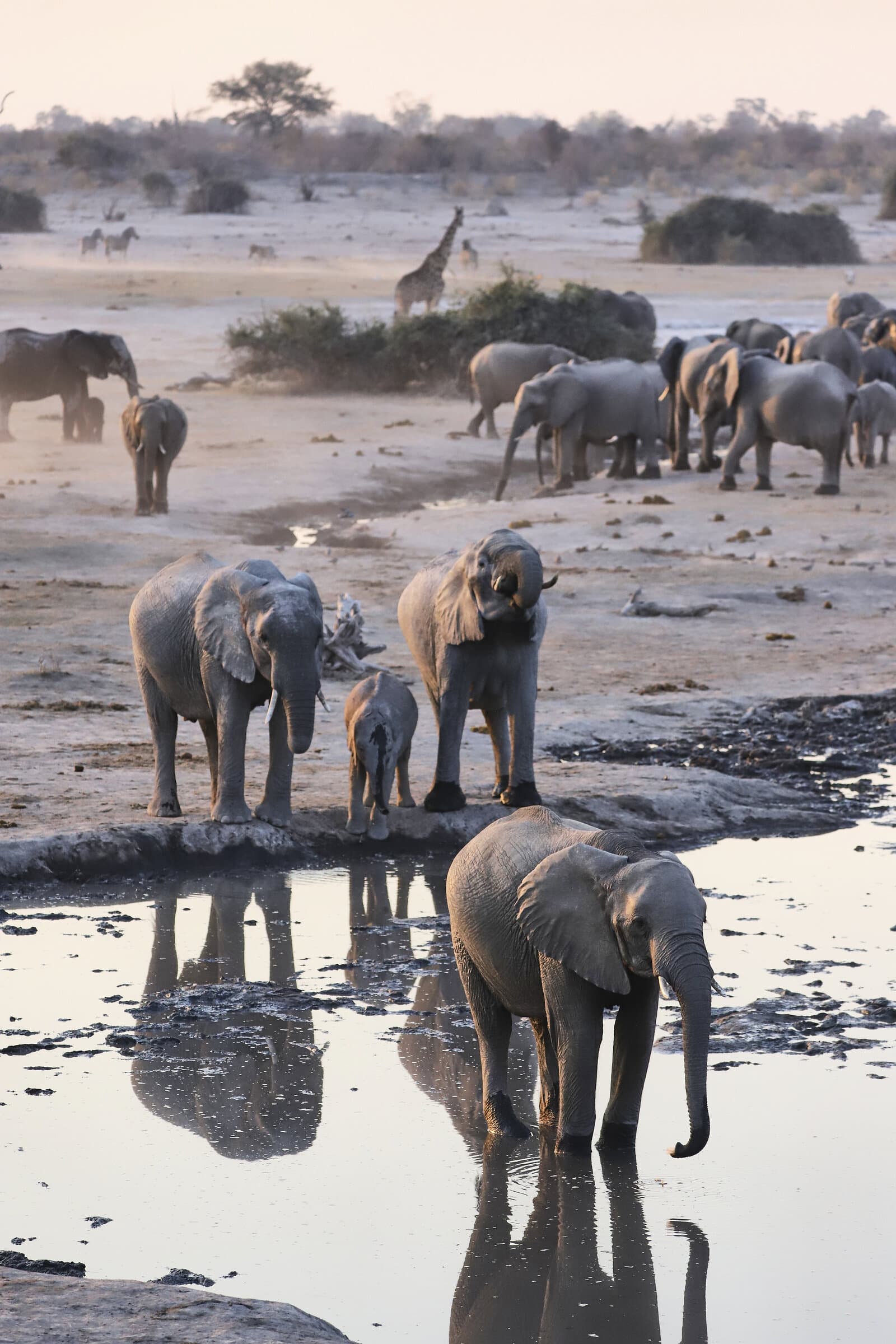 Elephants gathering at a waterhole at dusk