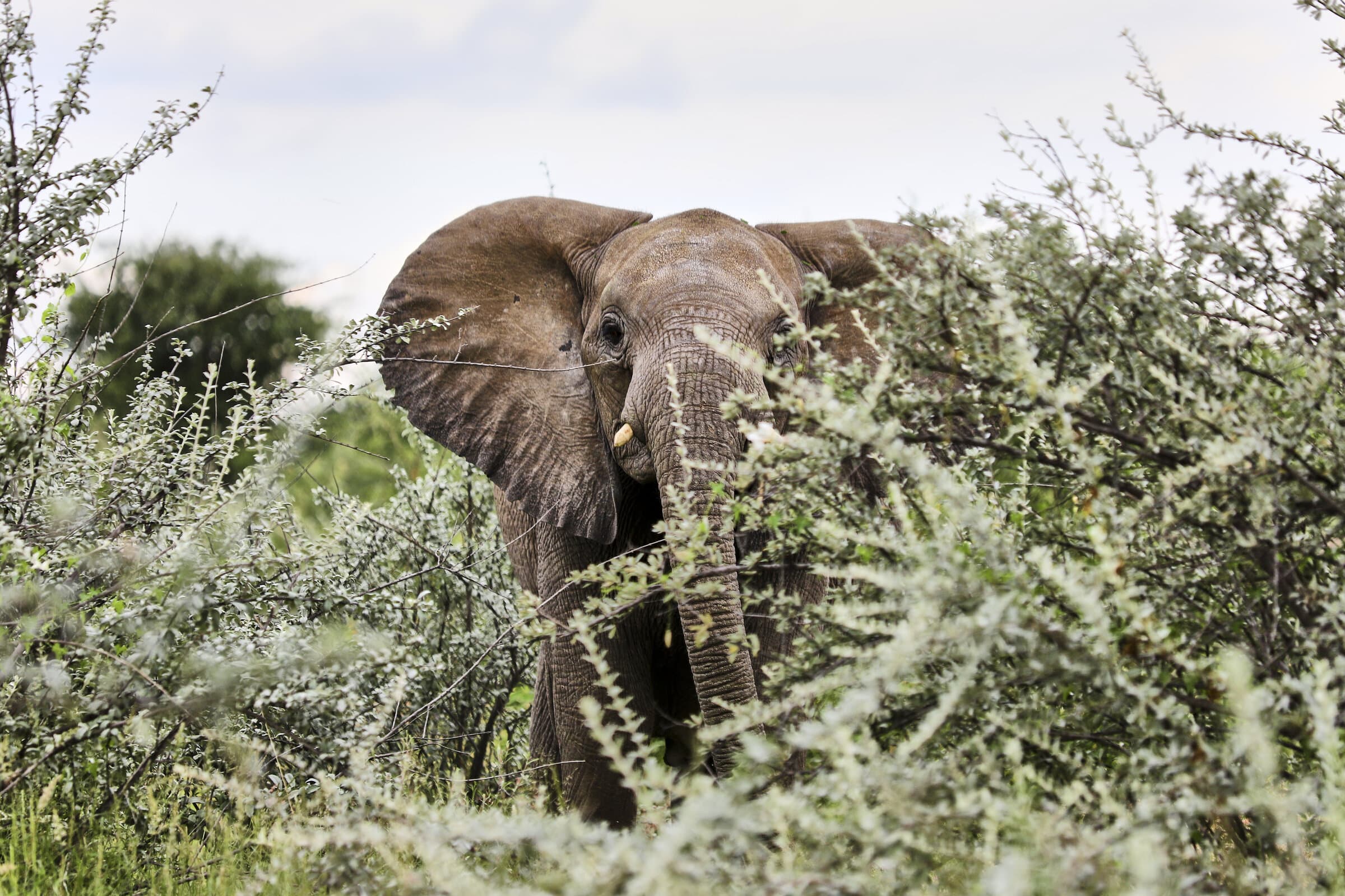 Elephant emerging from the bush